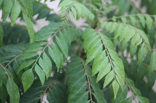 Curry Leaf Curry Leaf