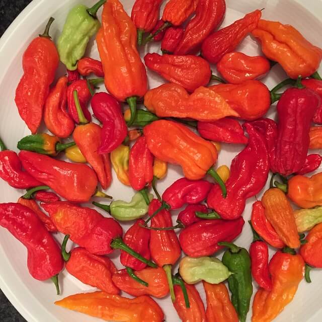 Ghost Pepper (Bhut Jolokia) Ghost Pepper (Bhut Jolokia)
