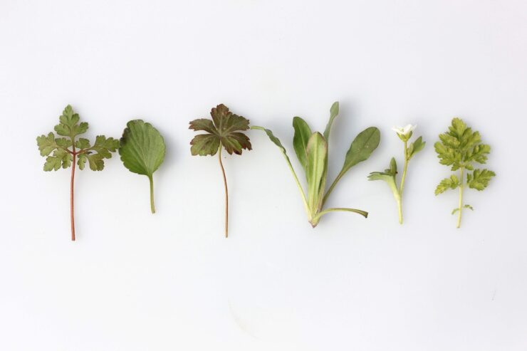 Mixture of Herbs Mixture of Herbs