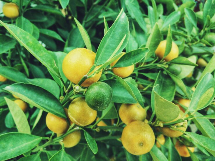 Other Citrus Leaves Other Citrus Leaves