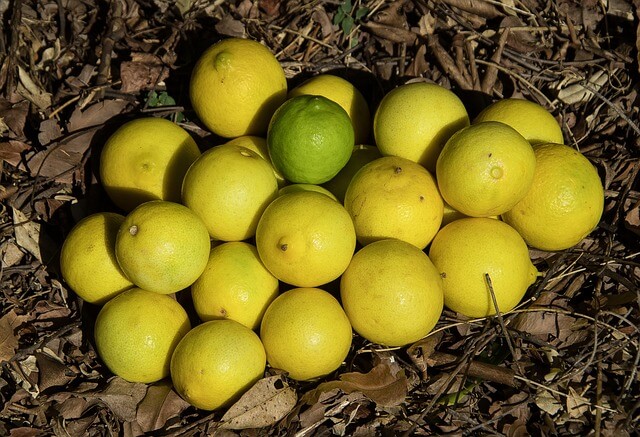 Persian Lime Persian Lime