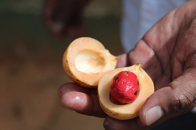 What is Nutmeg What is Nutmeg