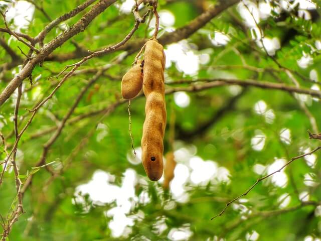 What is Tamarind What is Tamarind