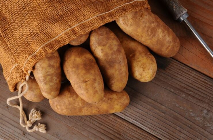 Russet Potatoes 