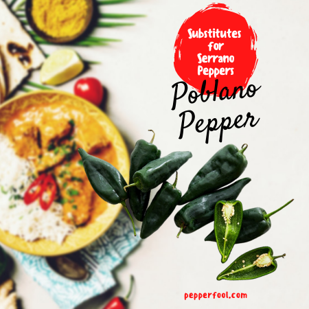 Poblano Pepper